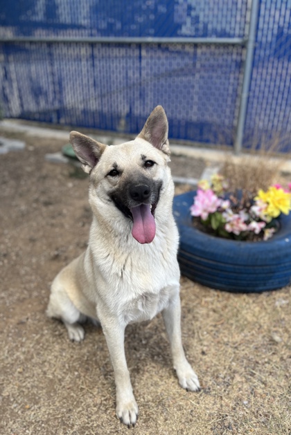 Ralph, a German Shepherd, available for adoption