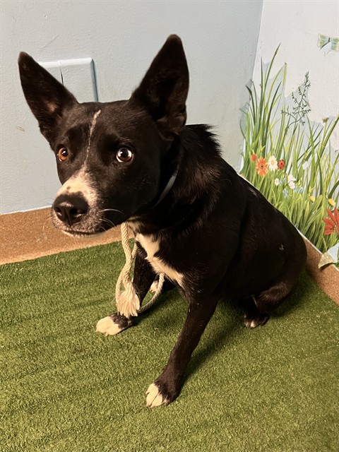 Sheera, a Cattle Dog, available for adoption