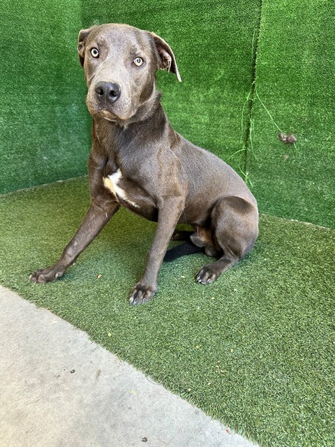 Bluey, a Pit Bull Terrier, available for adoption