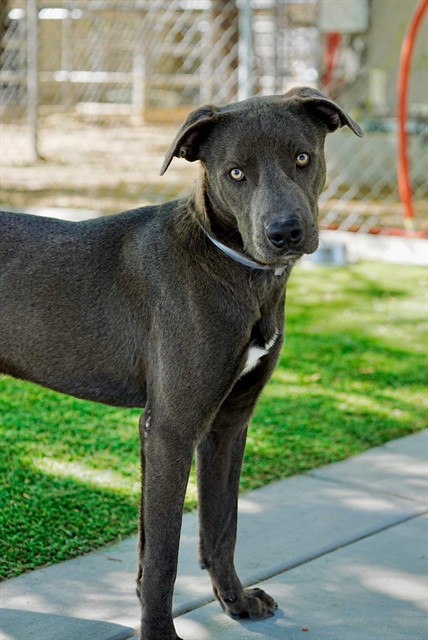 Bluey, a Pit Bull Terrier, available for adoption