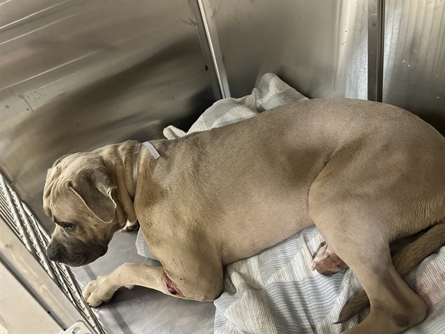Nicola, a Bullmastiff, available for adoption