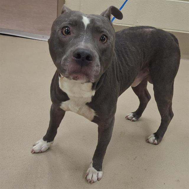Jose, a Pit Bull Terrier (mix breed), available for adoption