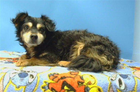A5802958, a Chihuahua, available for adoption