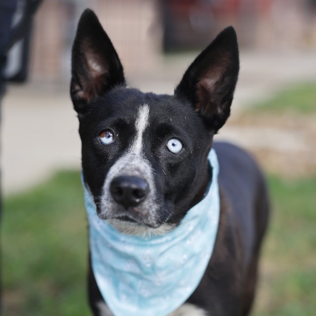 Kiki, a Australian Cattle Dog/Blue Heeler, available for adoption