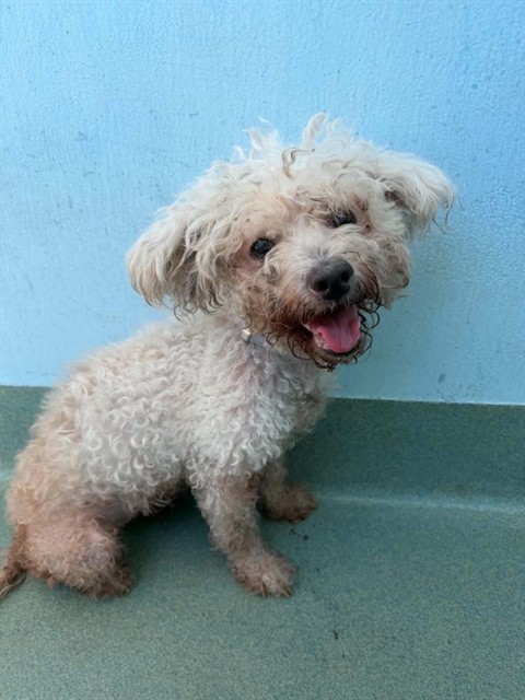 Bella, a Poodle, available for adoption