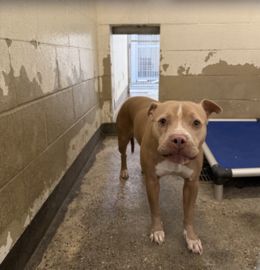 Mia, a Pit Bull Terrier, available for adoption