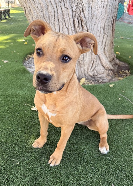 Peggy, a Pit Bull Terrier, available for adoption