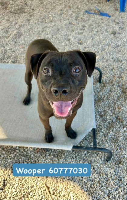 Wooper, a Terrier, available for adoption