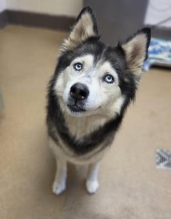Cinderella, a Siberian Husky, available for adoption