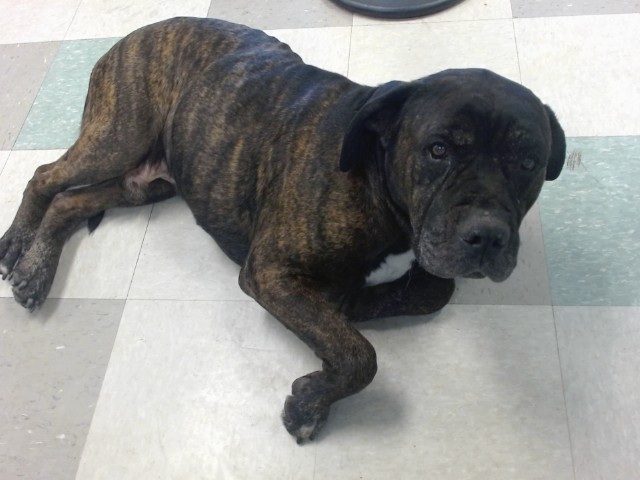 A481631, a Mastiff, available for adoption