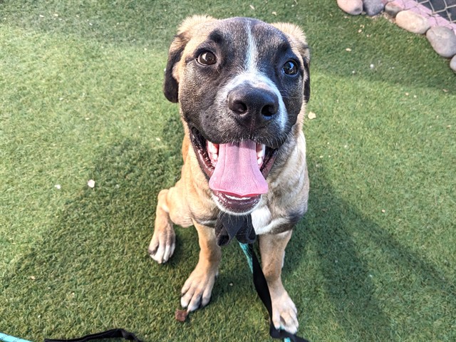 Nemo, a Mastiff (mix breed), available for adoption