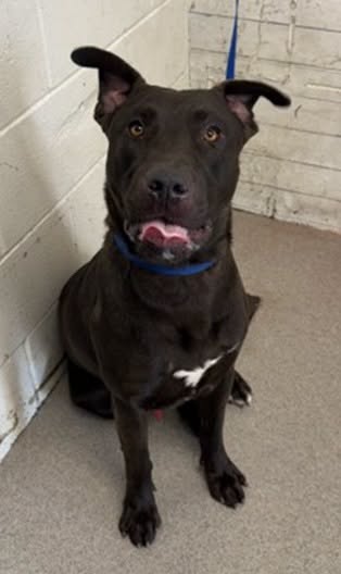 Greg, a Labrador Retriever (mix breed), available for adoption