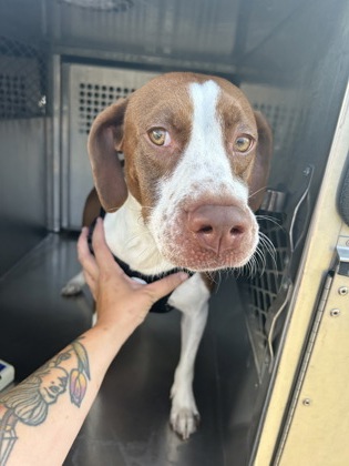 Denver, a Pointer, available for adoption