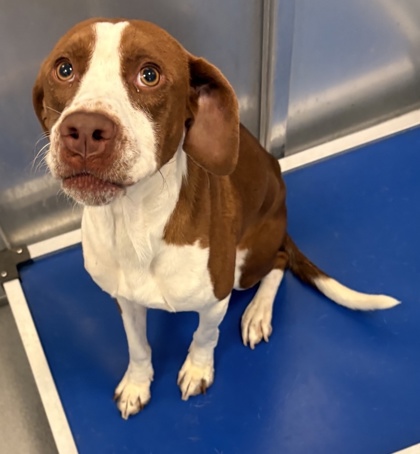 Denver, a Pointer, available for adoption