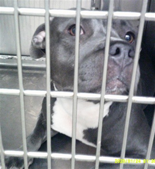 A481738, a Pit Bull Terrier, available for adoption