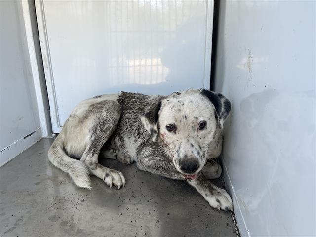 Remi, a Labrador Retriever, available for adoption
