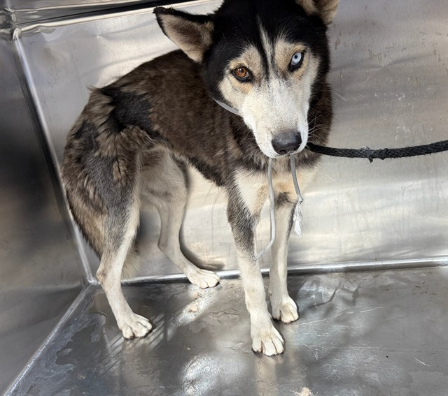 Luna, a Siberian Husky, available for adoption