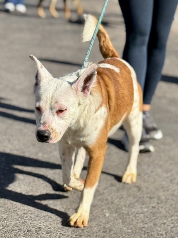 Uno, a Pit Bull Terrier (mix breed), available for adoption
