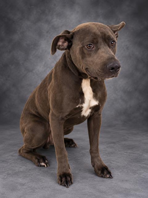 Miles, a American Bulldog (mix breed), available for adoption