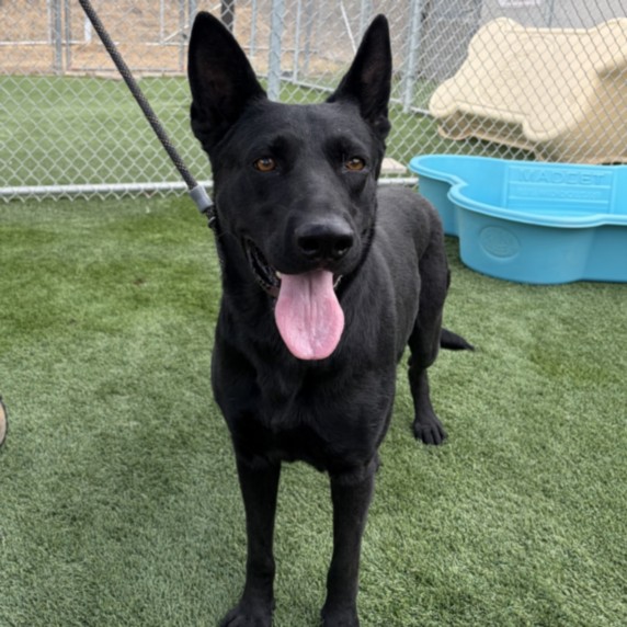 Lauren Hill, a German Shepherd, available for adoption