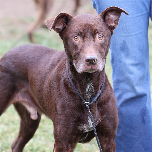Goober, a Pit Bull Terrier, available for adoption