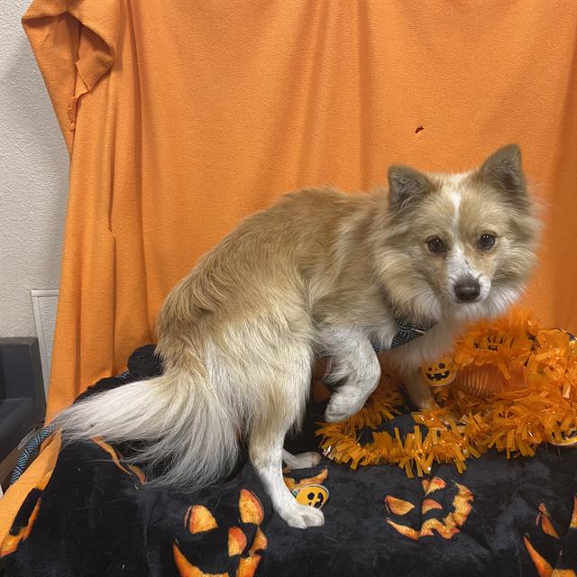 Flynn, a Pomeranian, available for adoption