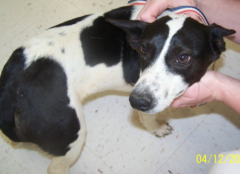 Main Photo of this Dog