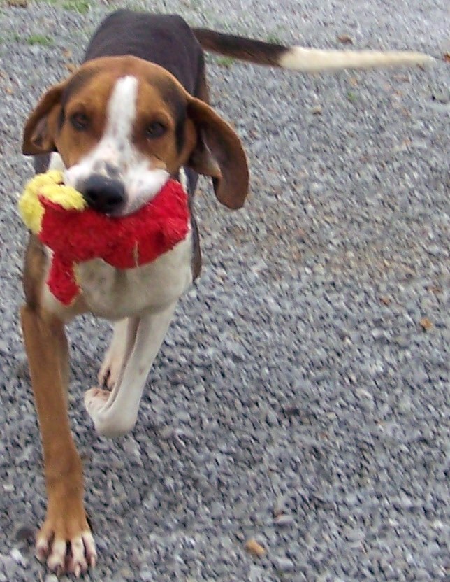 Other Photos of thie Dog