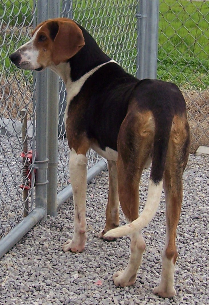 Other Photos of thie Dog