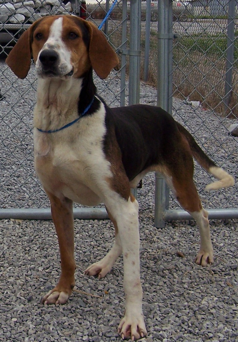 Other Photos of thie Dog