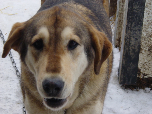 Main Photo of this Dog