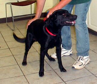 Other Photos of thie Dog