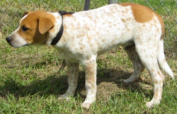 Other Photos of thie Dog