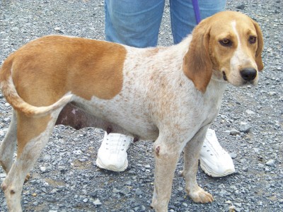 Other Photos of thie Dog
