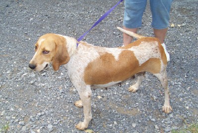 Other Photos of thie Dog