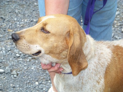 Other Photos of thie Dog