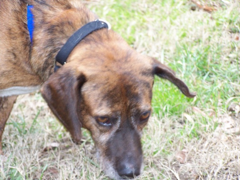 Other Photos of thie Dog