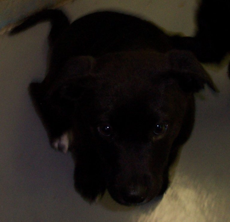 Other Photos of thie Dog