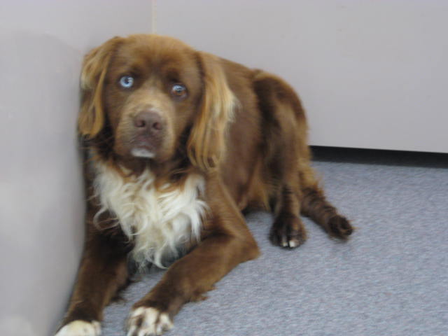 Other Photos of thie Dog