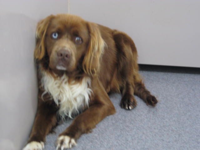 Other Photos of thie Dog