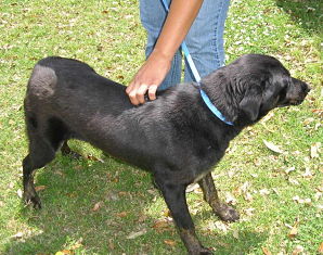Other Photos of thie Dog