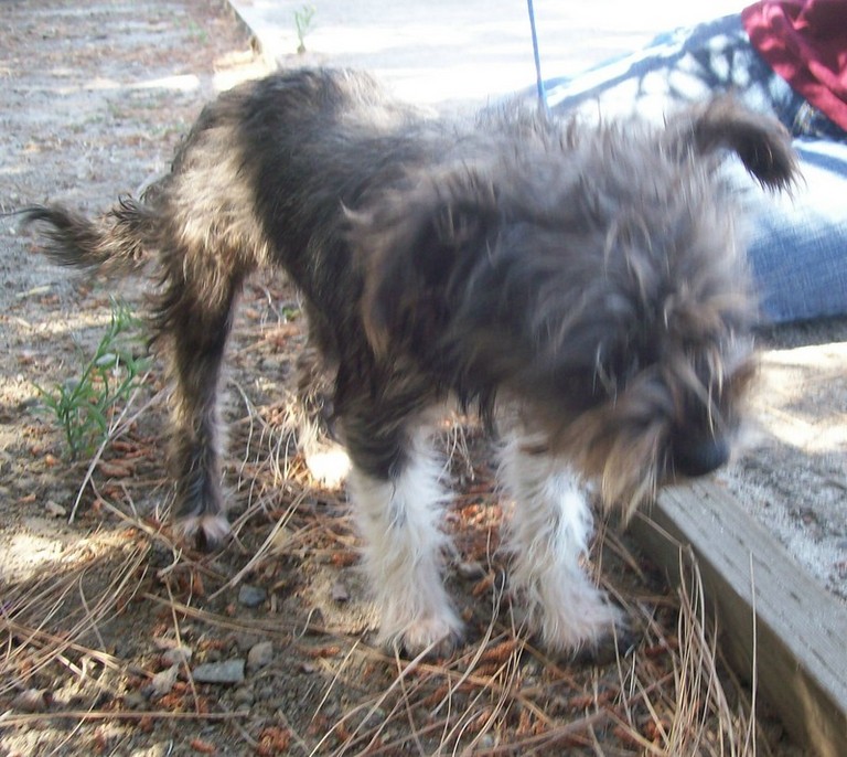 Other Photos of thie Dog