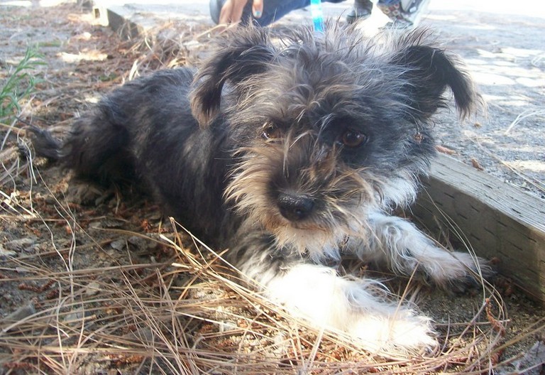 Other Photos of thie Dog