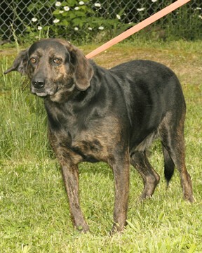 Other Photos of thie Dog