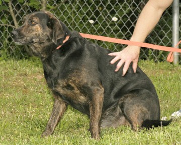 Other Photos of thie Dog