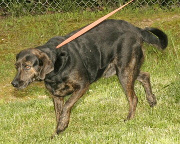 Other Photos of thie Dog