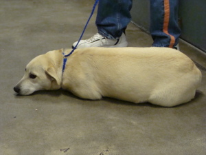 Main Photo of this Dog