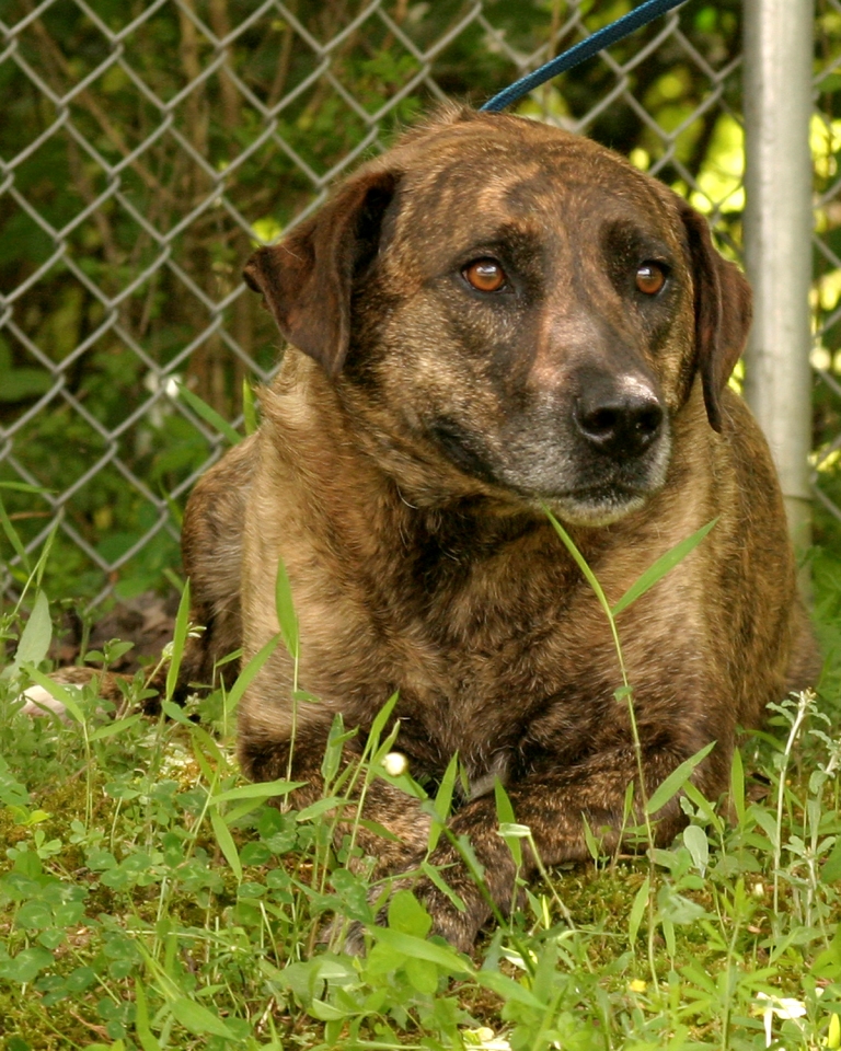 Other Photos of thie Dog