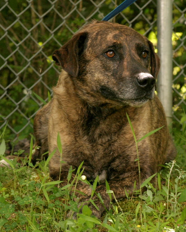 Other Photos of thie Dog