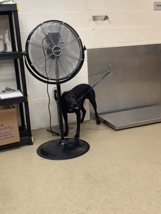 Main Photo of this Dog
